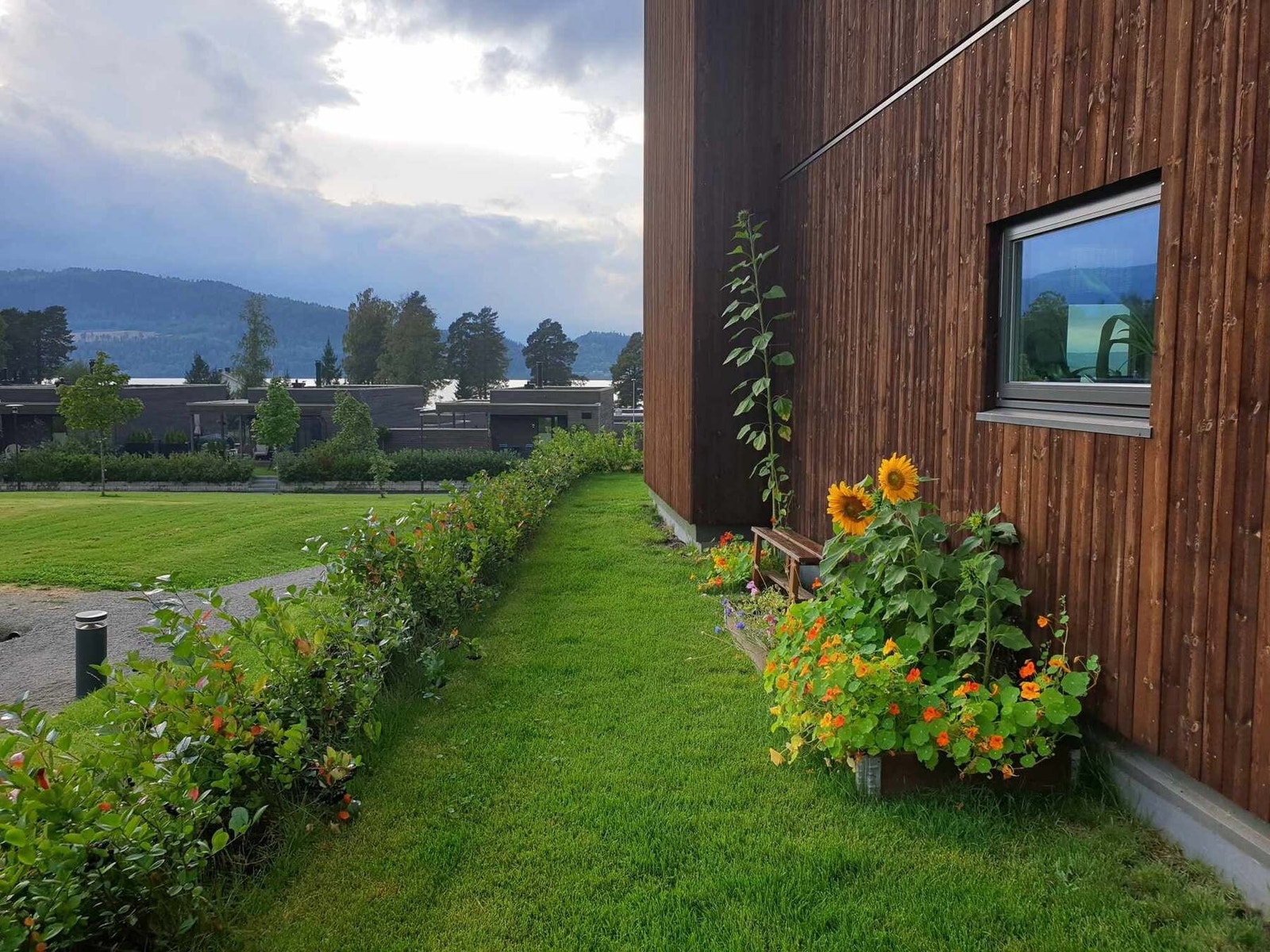 Selgers private bilde av blomster i vekst. Galleribilde