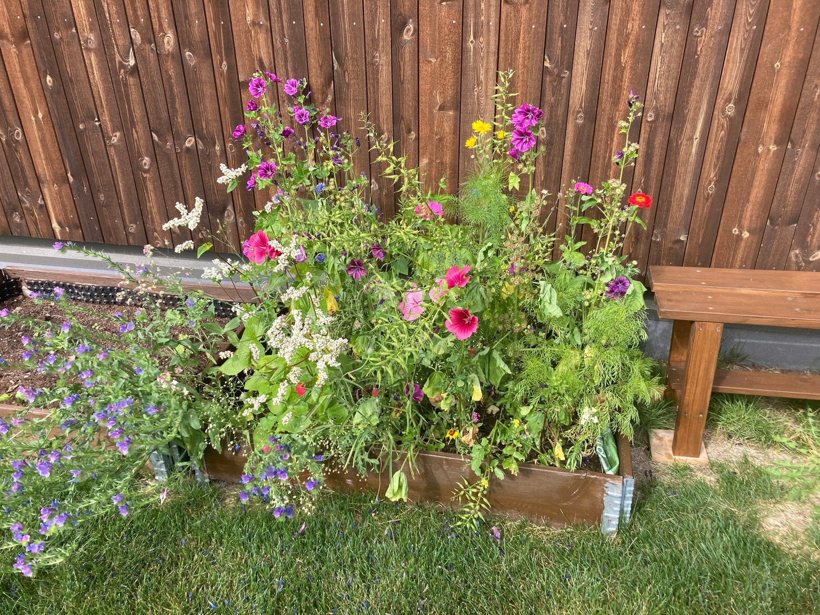 Selgers private sommerbilde av nydelige blomster. Galleribilde
