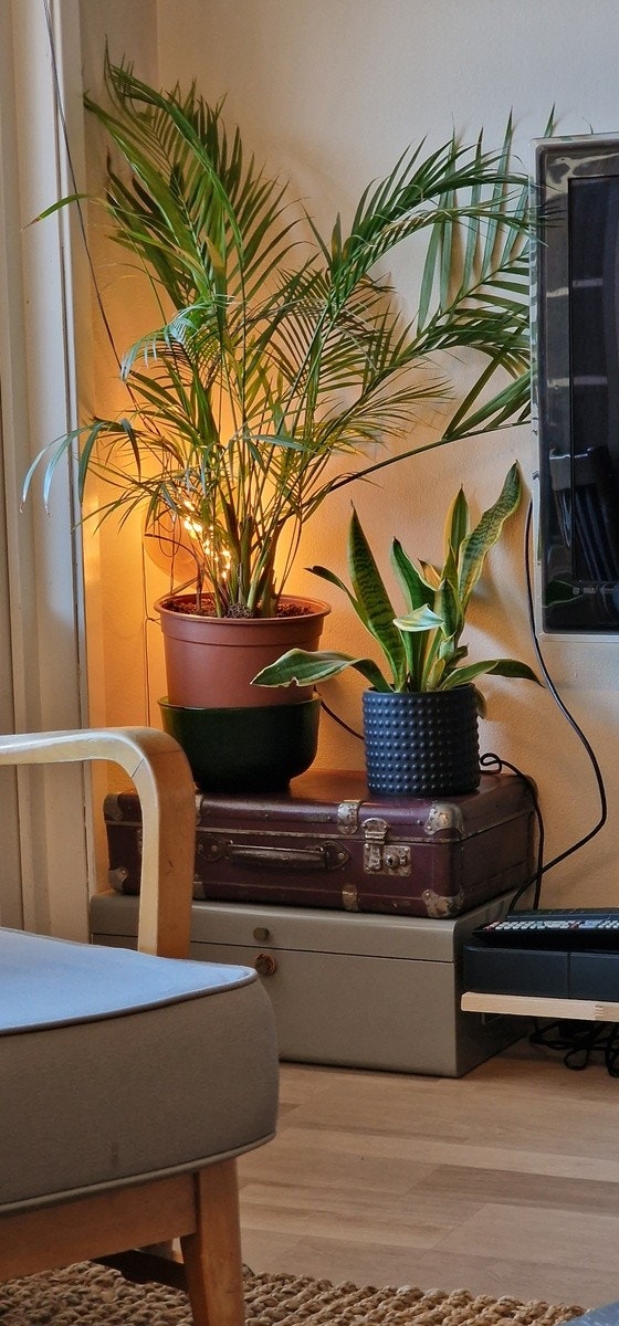 Stue planter Galleribilde