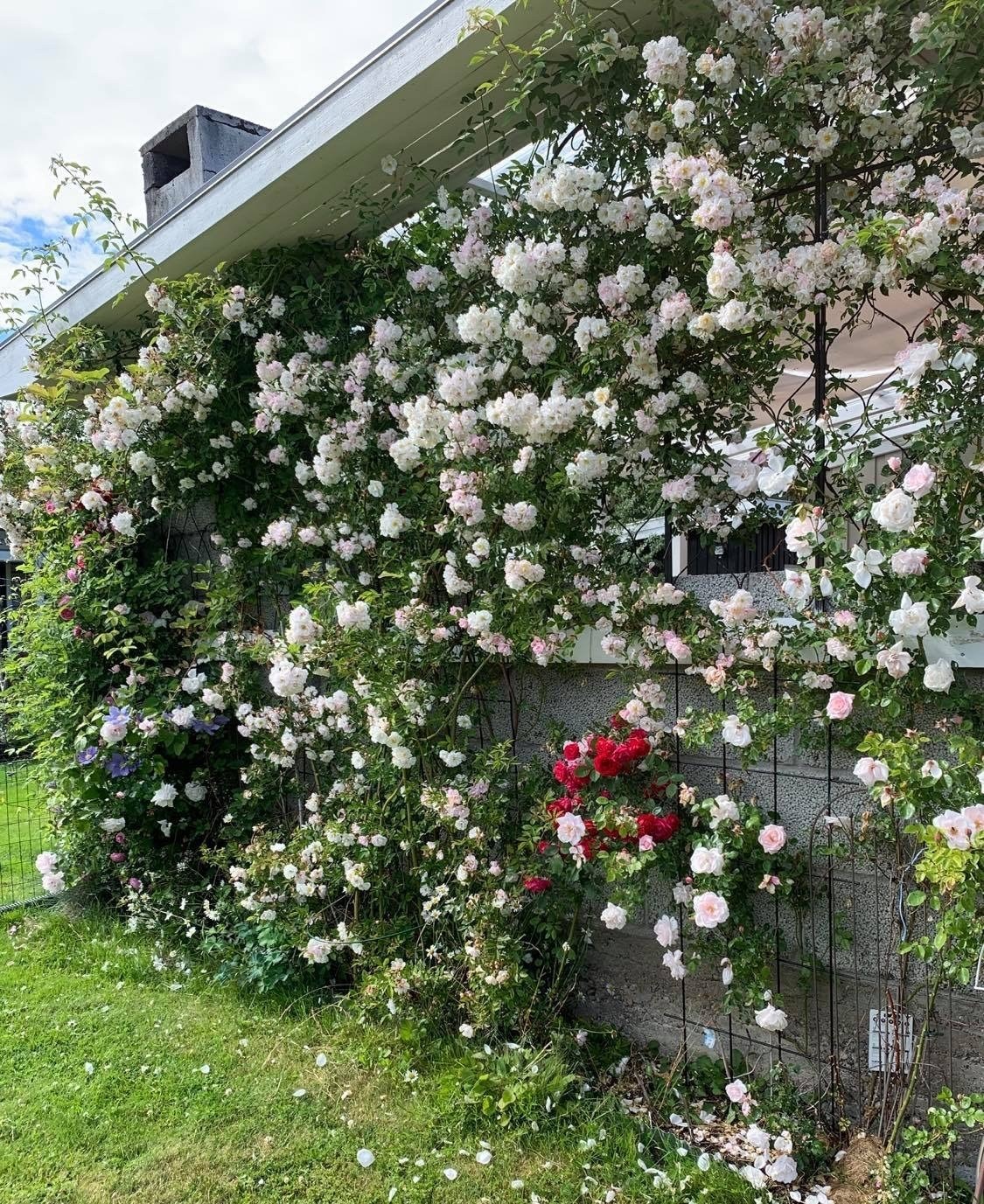 Selgers bilde fra hagen. Galleribilde