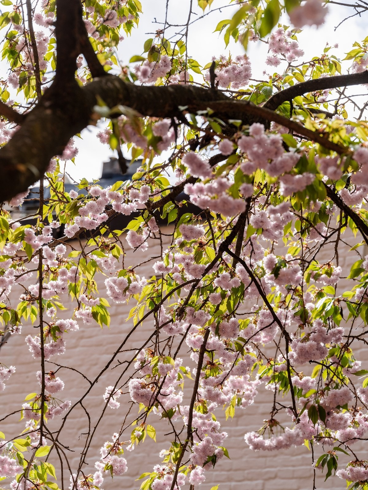 Vårblomstring i den frodige bakgården. Galleribilde