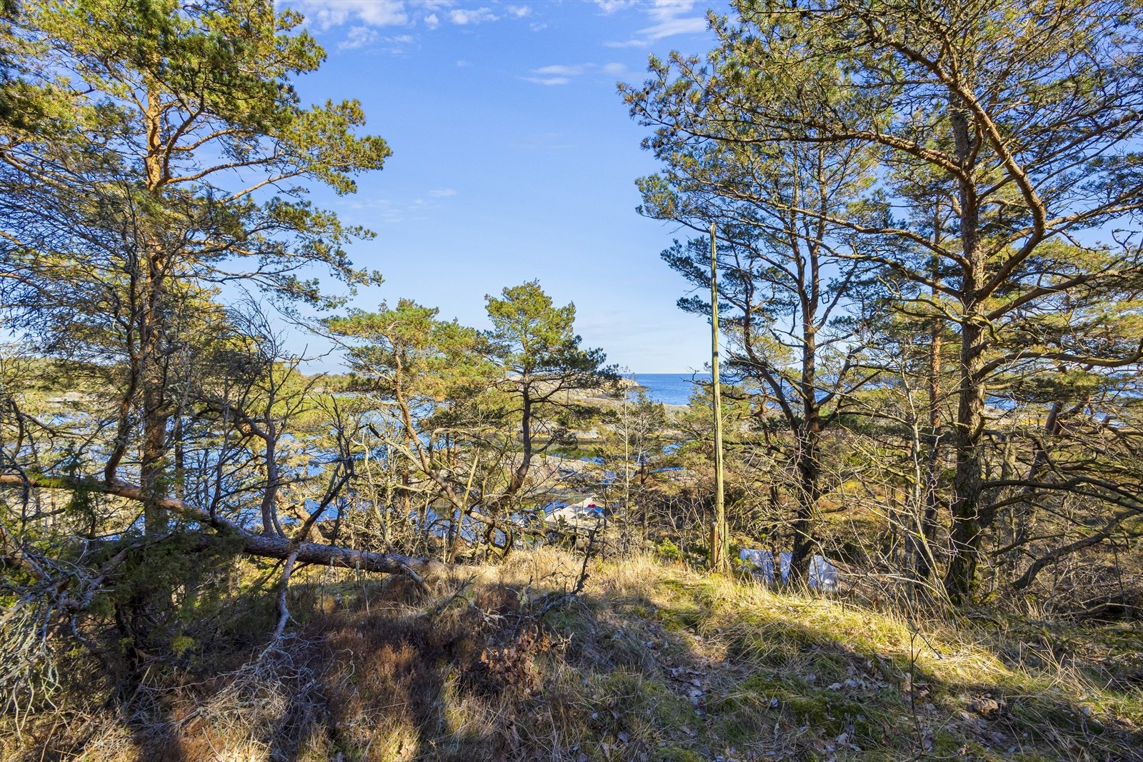 Utsikt fra tomten ved hytta. Mye av vegetasjon i siktretningen står på egen tomt. Galleribilde