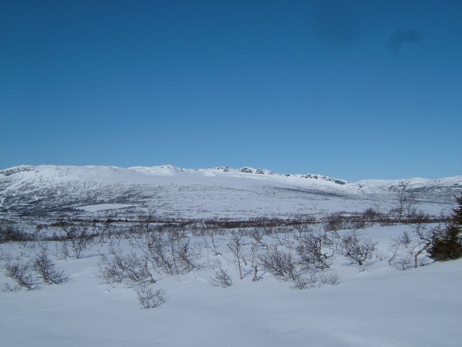 Fjellvidder Galleribilde