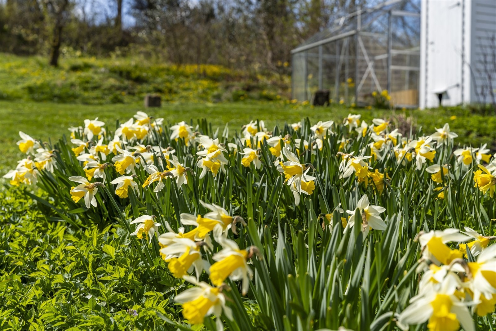 Vårblomstring i hagen. Galleribilde
