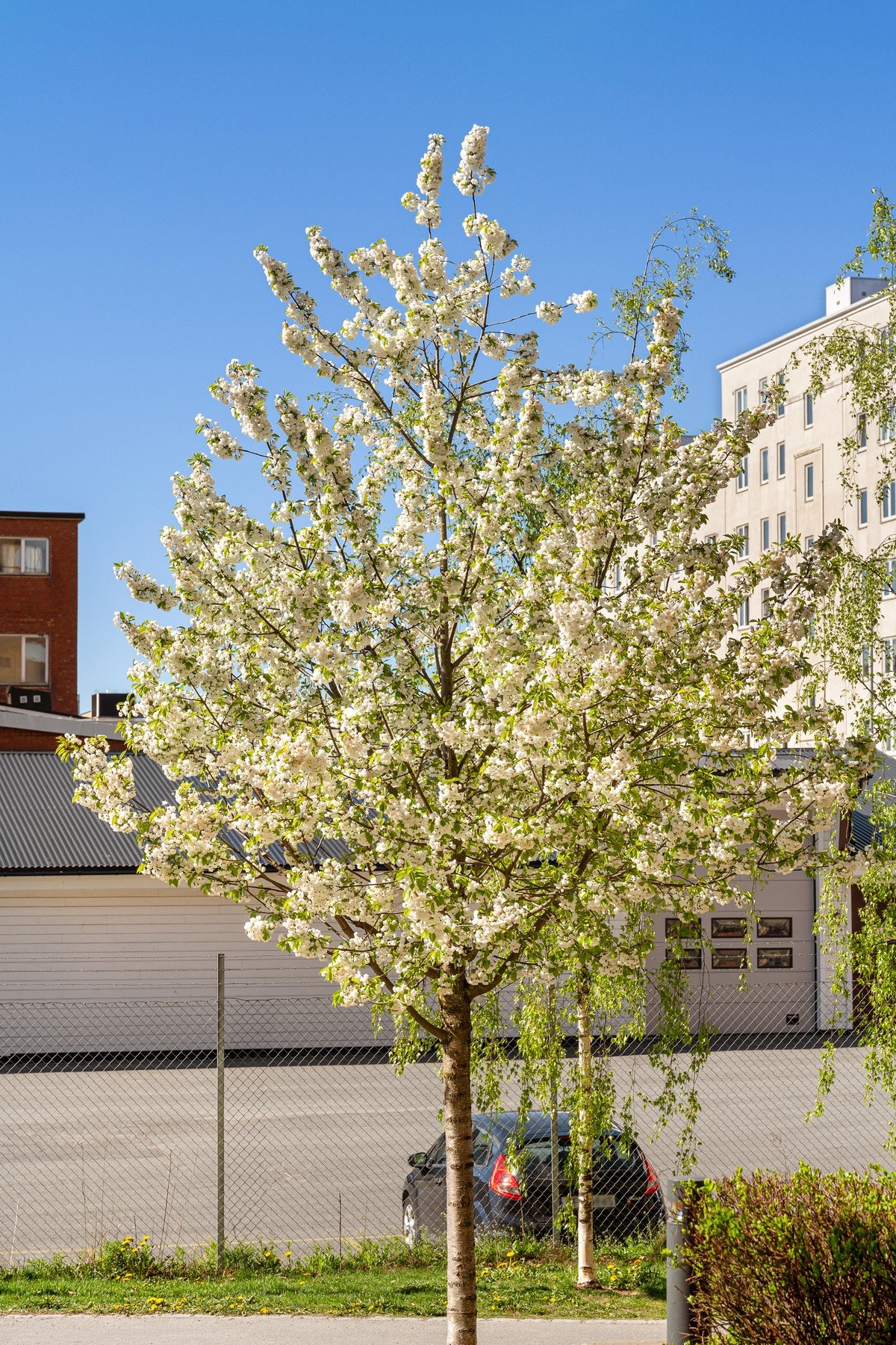 Flotte og forseggjorte uteområder for sameiet, hvor kirsebærtreet skaper herlig vår- og sommerstemning. Galleribilde