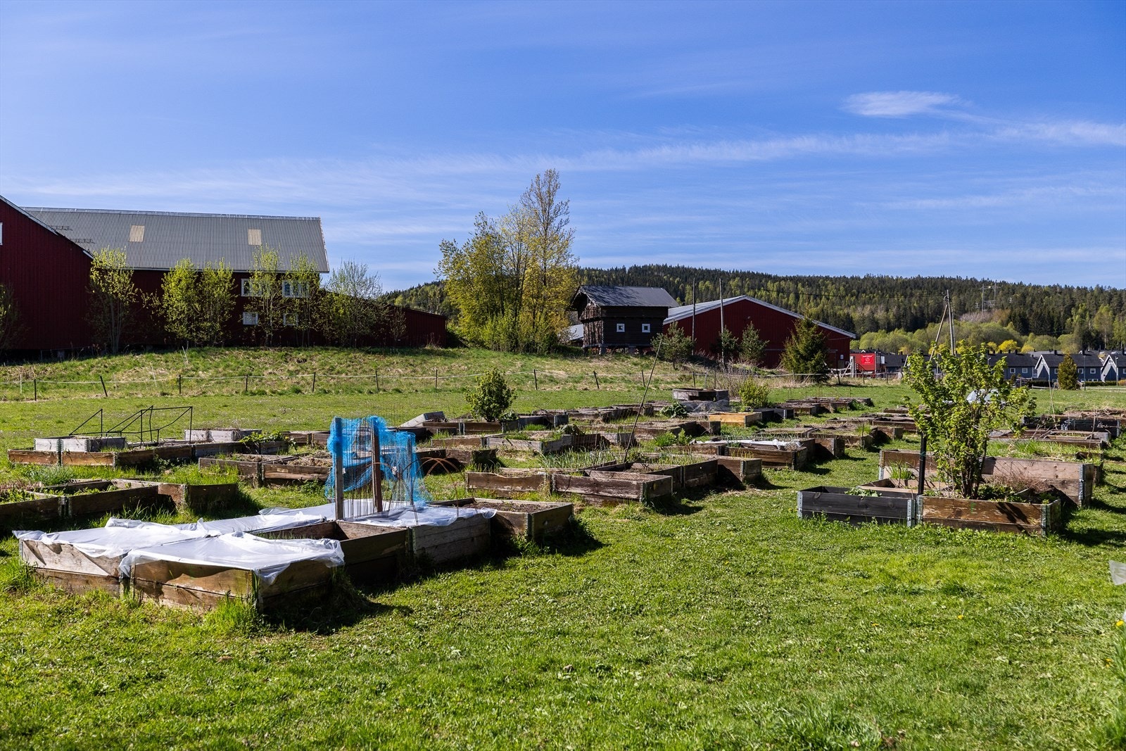 For de med grønne fingre er det mulighet for å delta i lokale parsellhager. Galleribilde