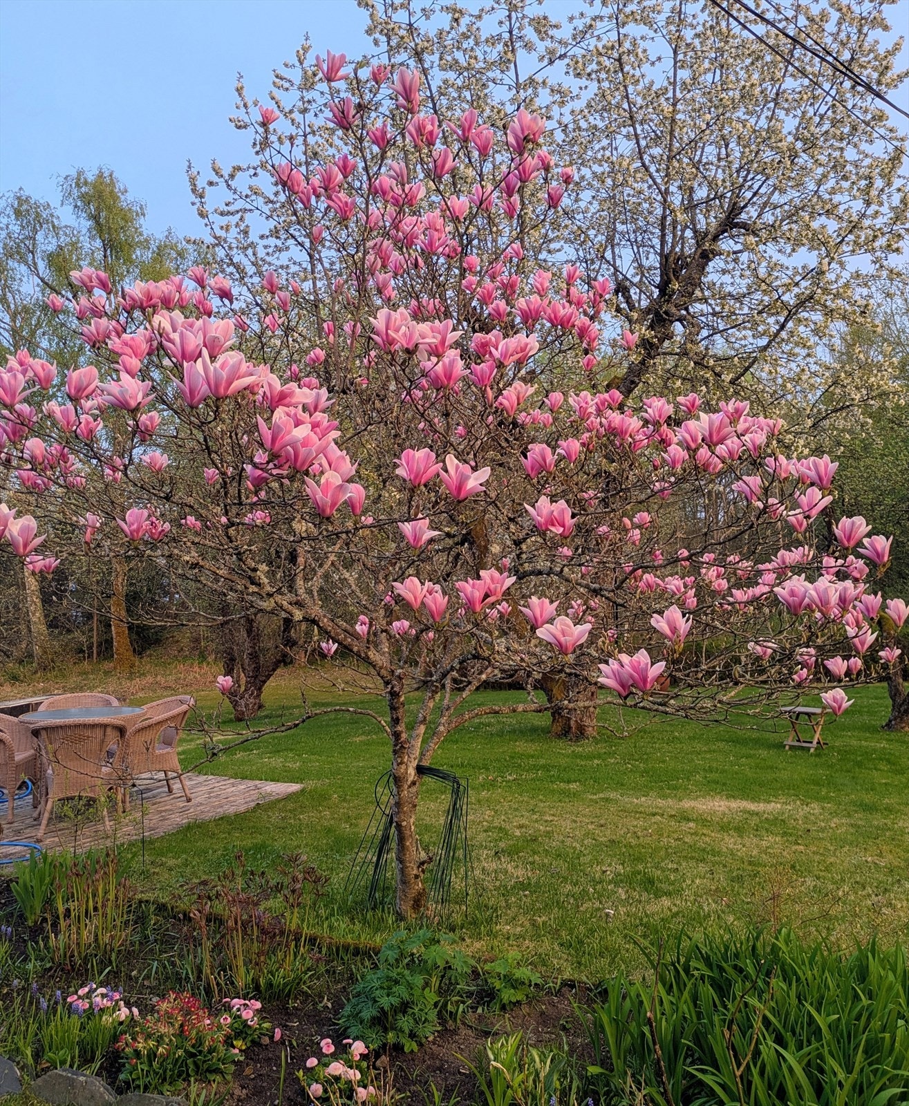 Vårens magi i hagen: Magnoliaen står i full blomst. Galleribilde