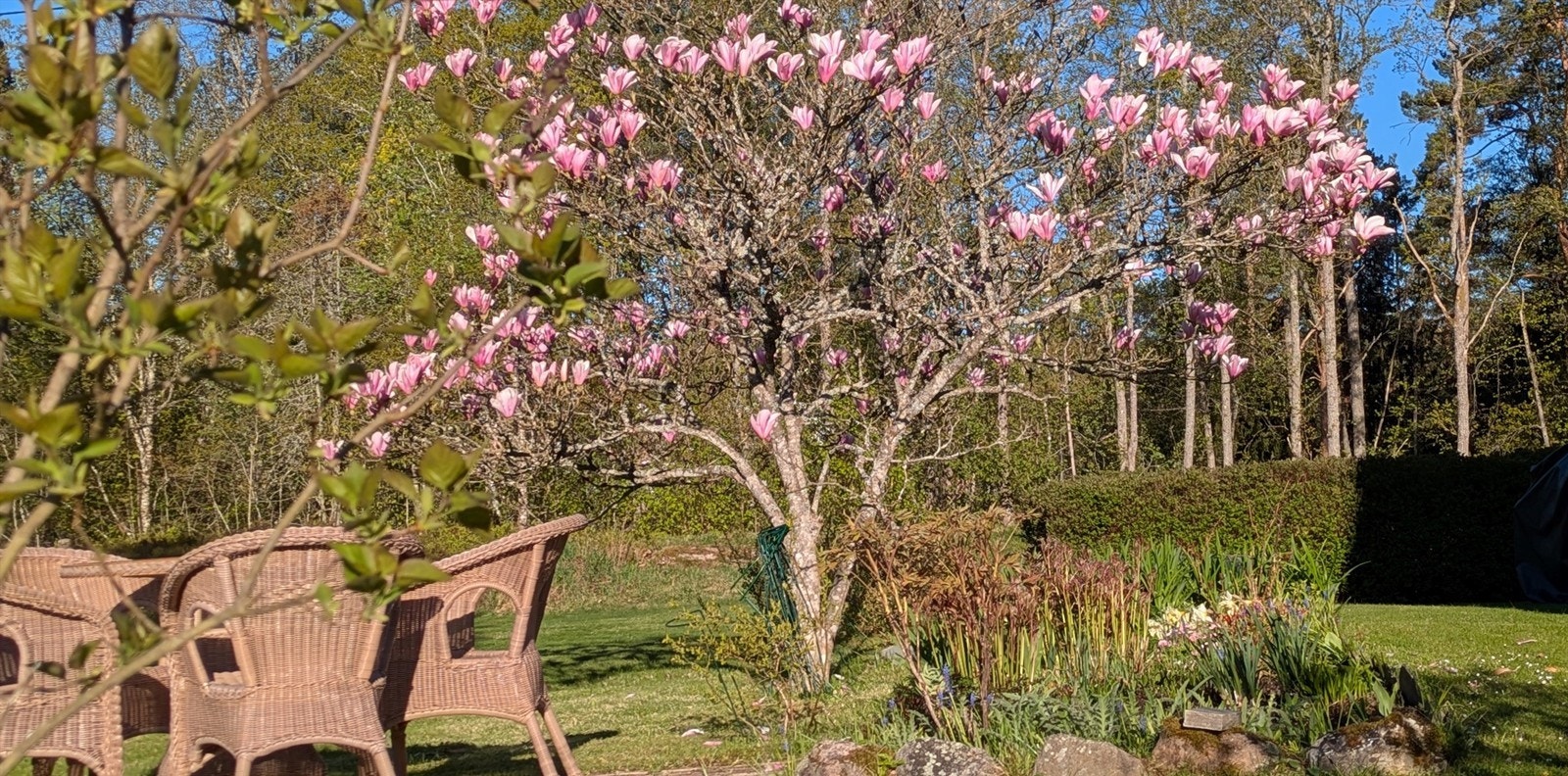 Den blomstrende magnoliaen lyser opp hagen. Galleribilde