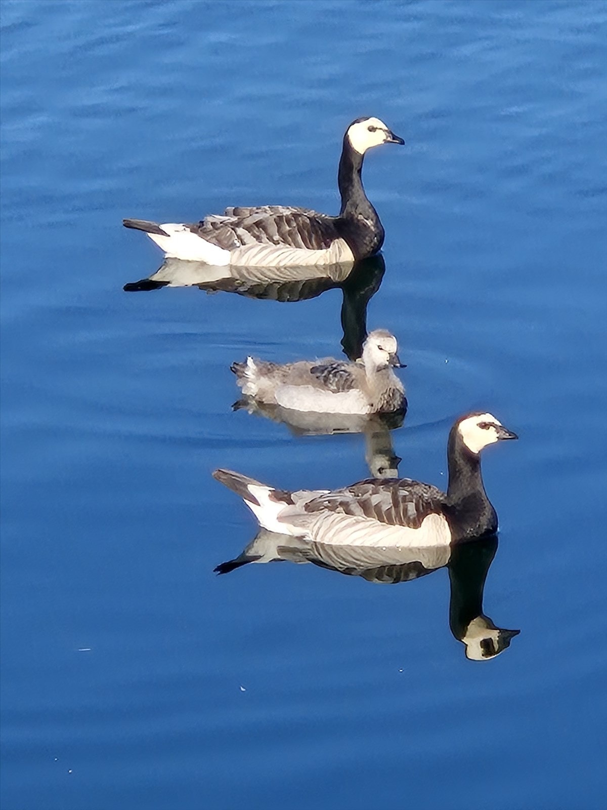 Eiers sommerbilde Galleribilde