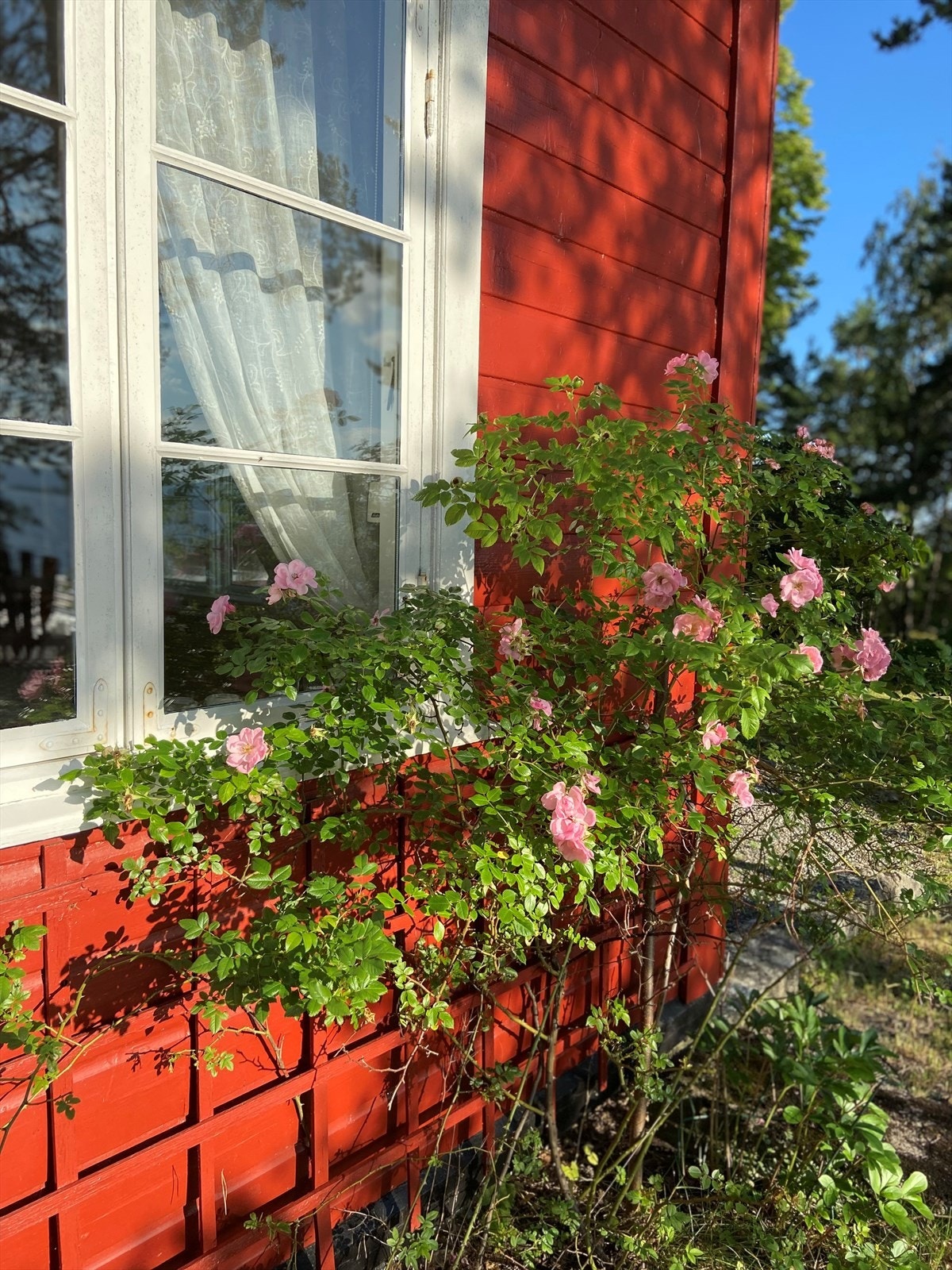 Eiers sommerbilde Galleribilde