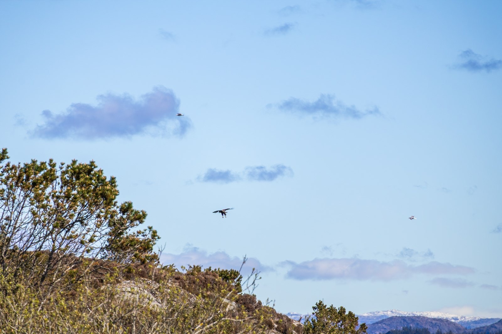 Tett på naturen, her med bilde av havørn og måker. Galleribilde