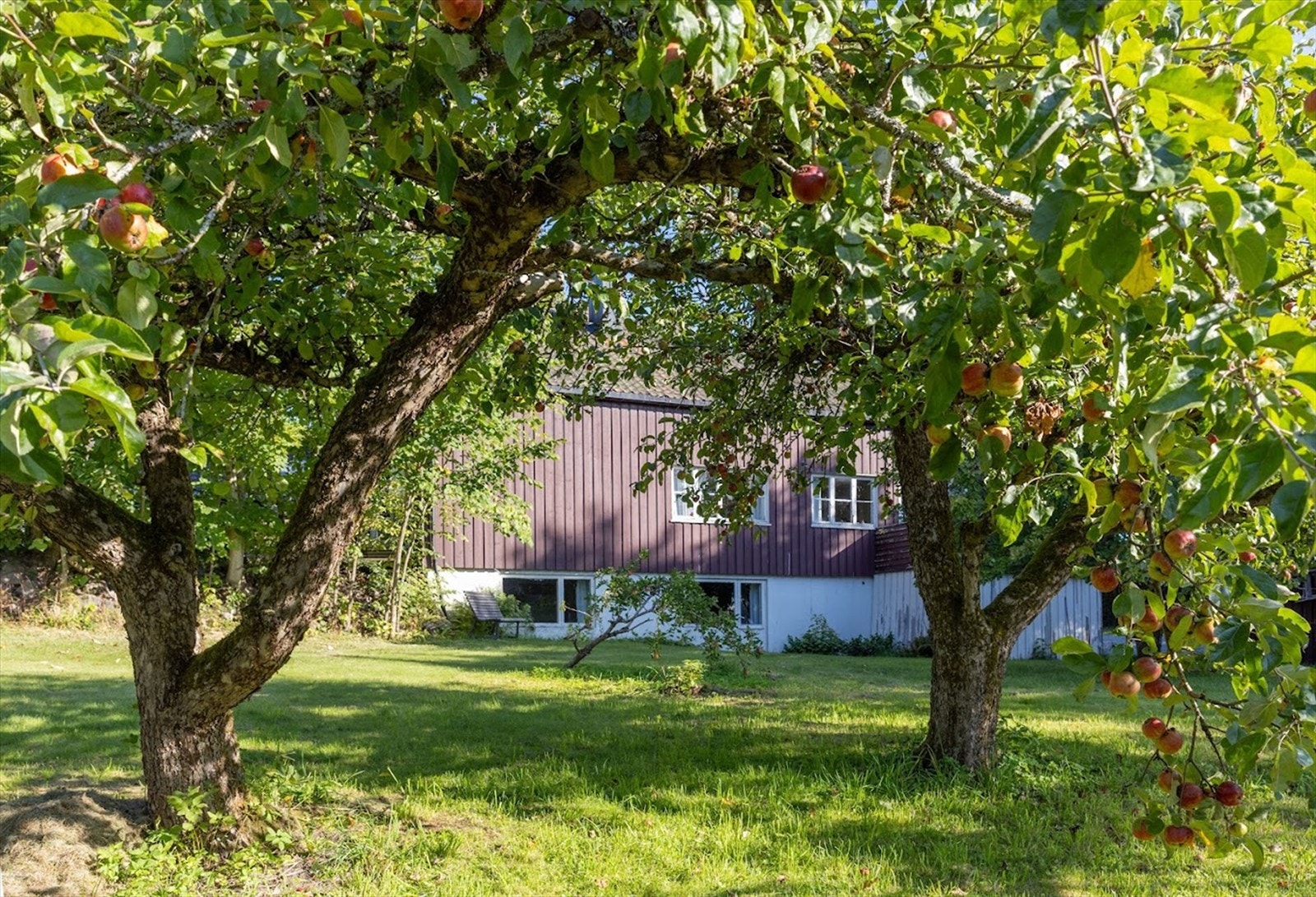 Hagen har mange gamle og riktbærende epletrær. Galleribilde