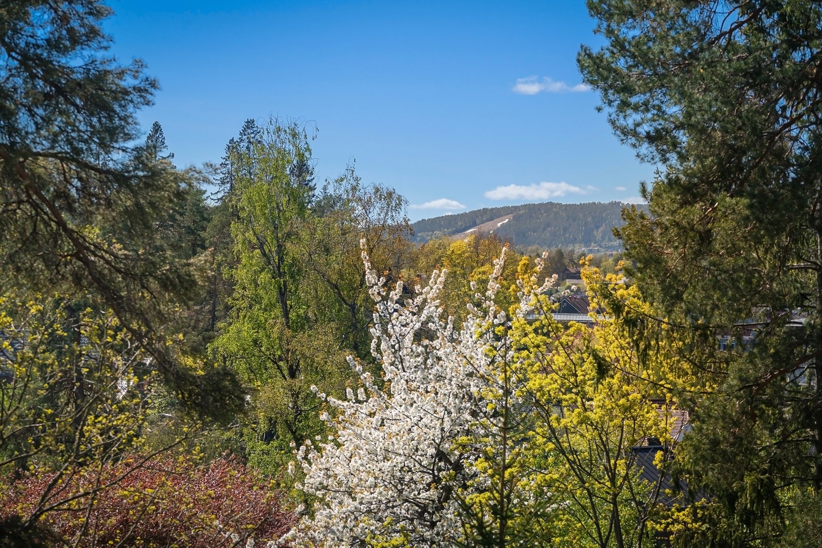 Flott utsikt mot Vardåsen. Galleribilde
