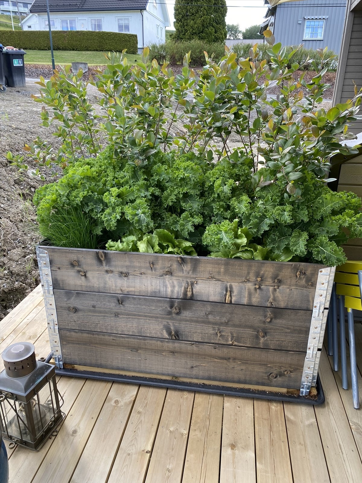 Plantekassene er fylt med planter som både er godt for øyet og for magen. Selger sitt private bilde. Galleribilde