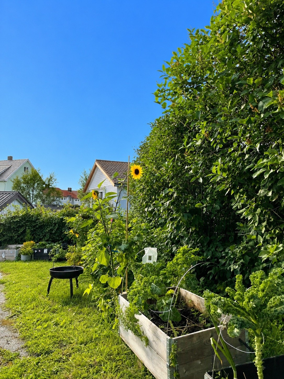 Her er det gode muligheter for den som ønsker å dyrke og utfolde seg med grønne fingre. Galleribilde