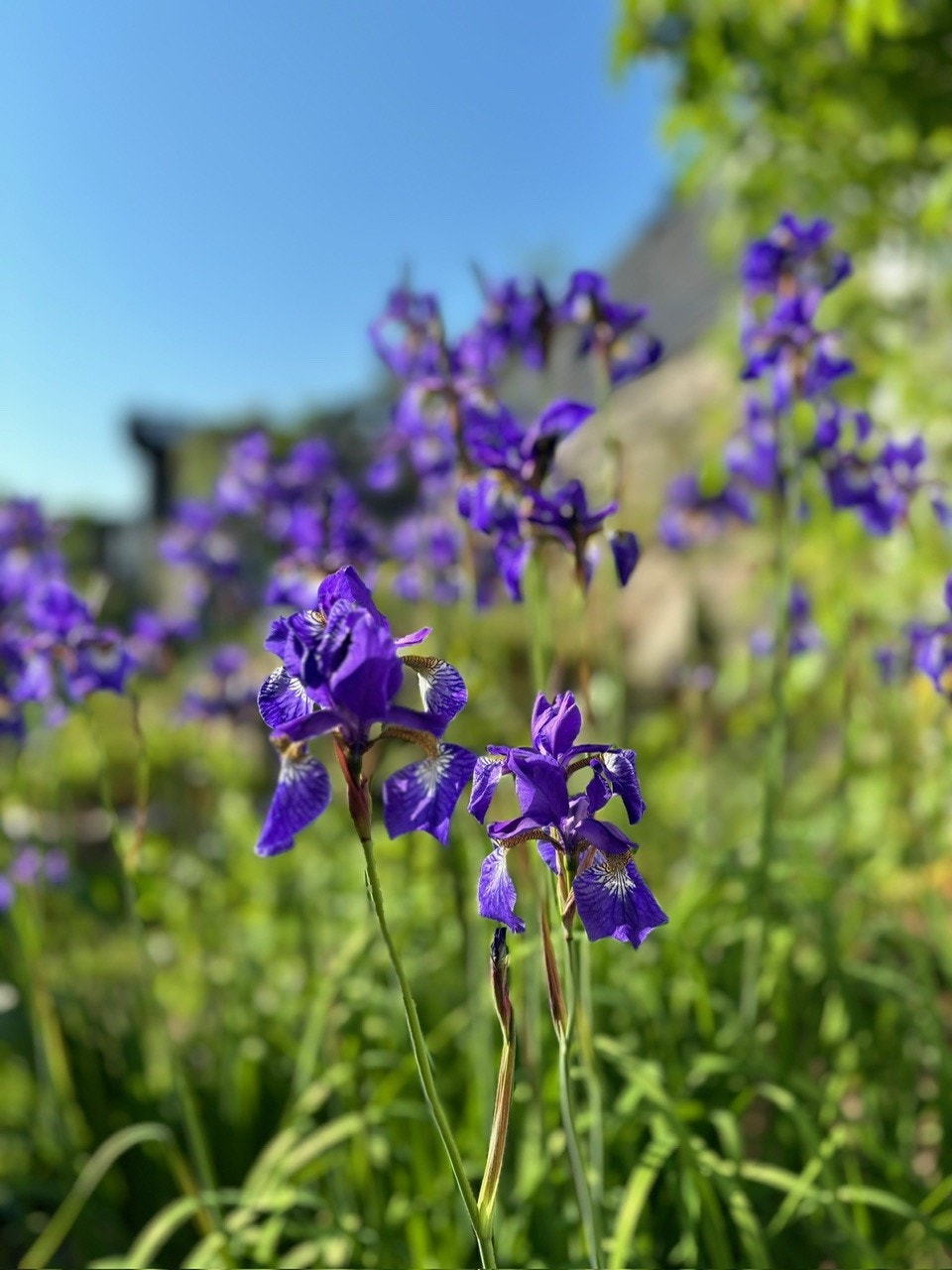 Selgers private bilde - Velstelt hage med blomstrende beplantning som gir eiendommen et levende og trivelig uttrykk gjennom sesongen. Galleribilde