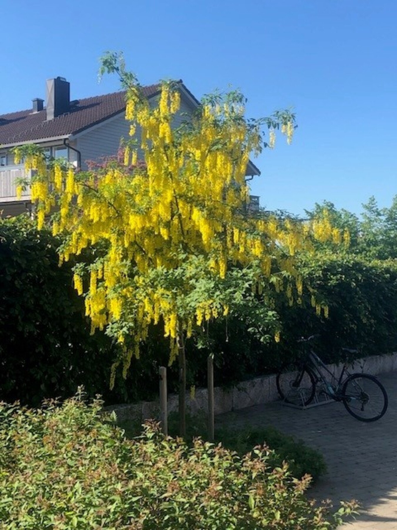 Selgers bilde av treet "Gullregn" som står på gårdsplassen Galleribilde