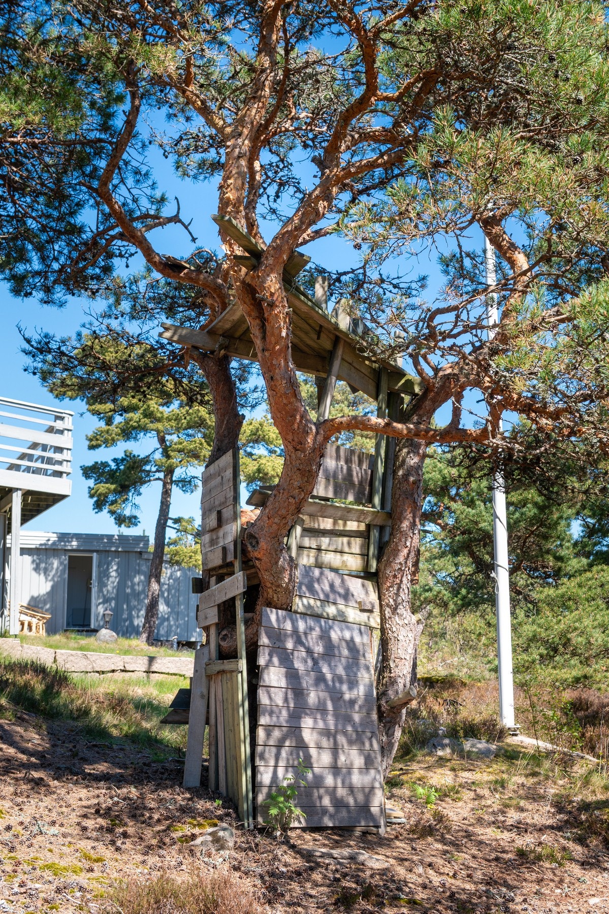 Naturtomt med vakker furuvegetasjon og noe gress Galleribilde