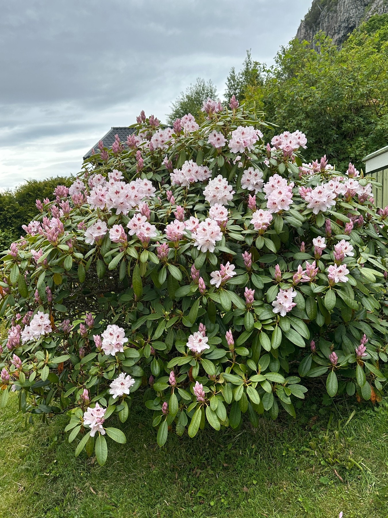 Opparbeidet hage med blomster, planter og frukttrær. Privat foto Galleribilde