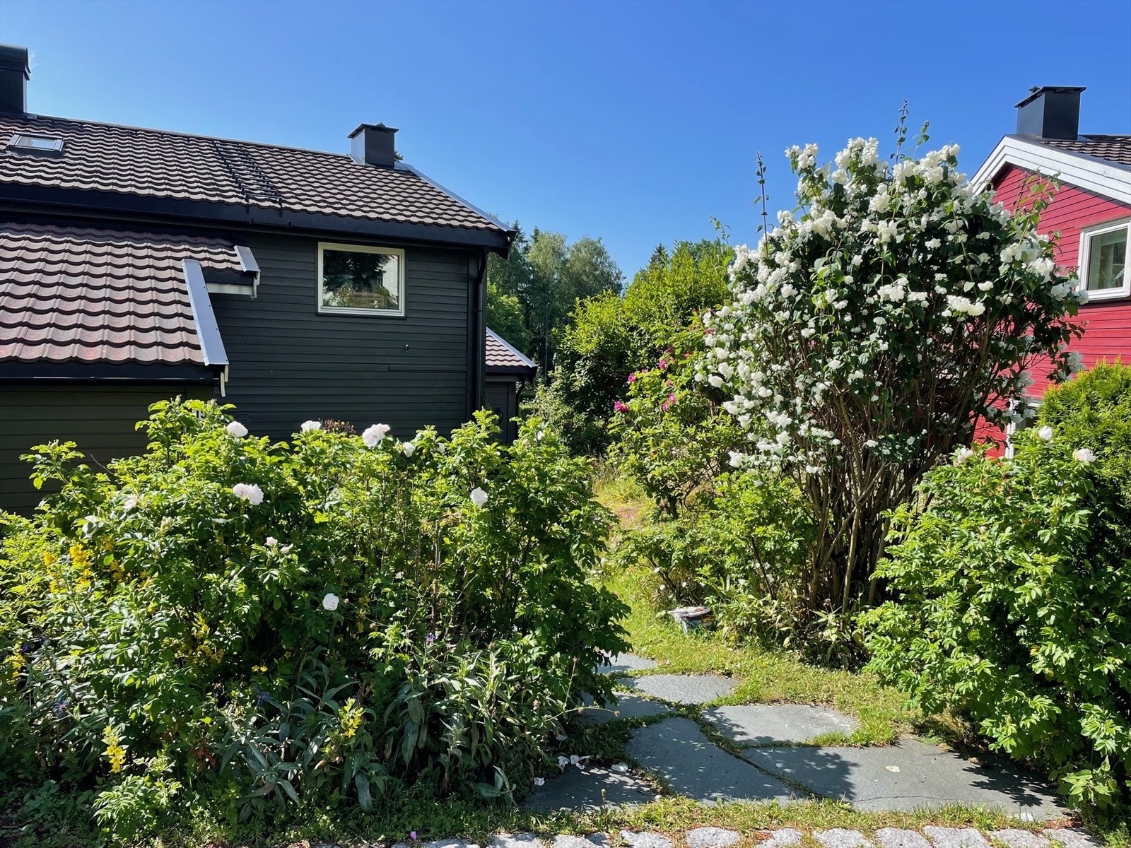 Sommerbilde som viser flott blomstring i hagen. Galleribilde