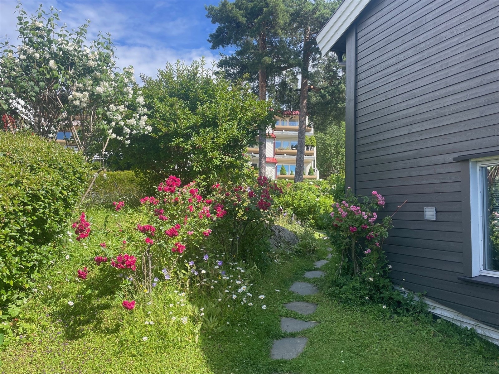 Sommerbilde som viser flott blomstring i hagen. Galleribilde