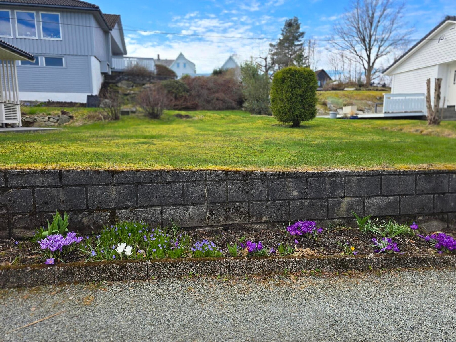 Herlig når blomstringen begynner. Galleribilde