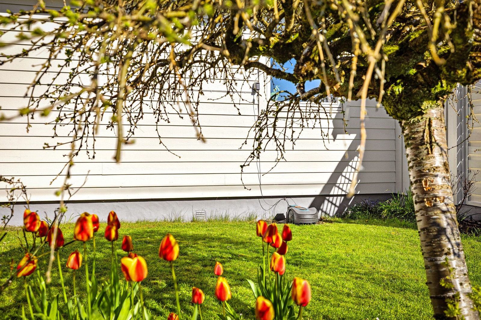 Flott når våren kommer og blomstene springer ut. Galleribilde