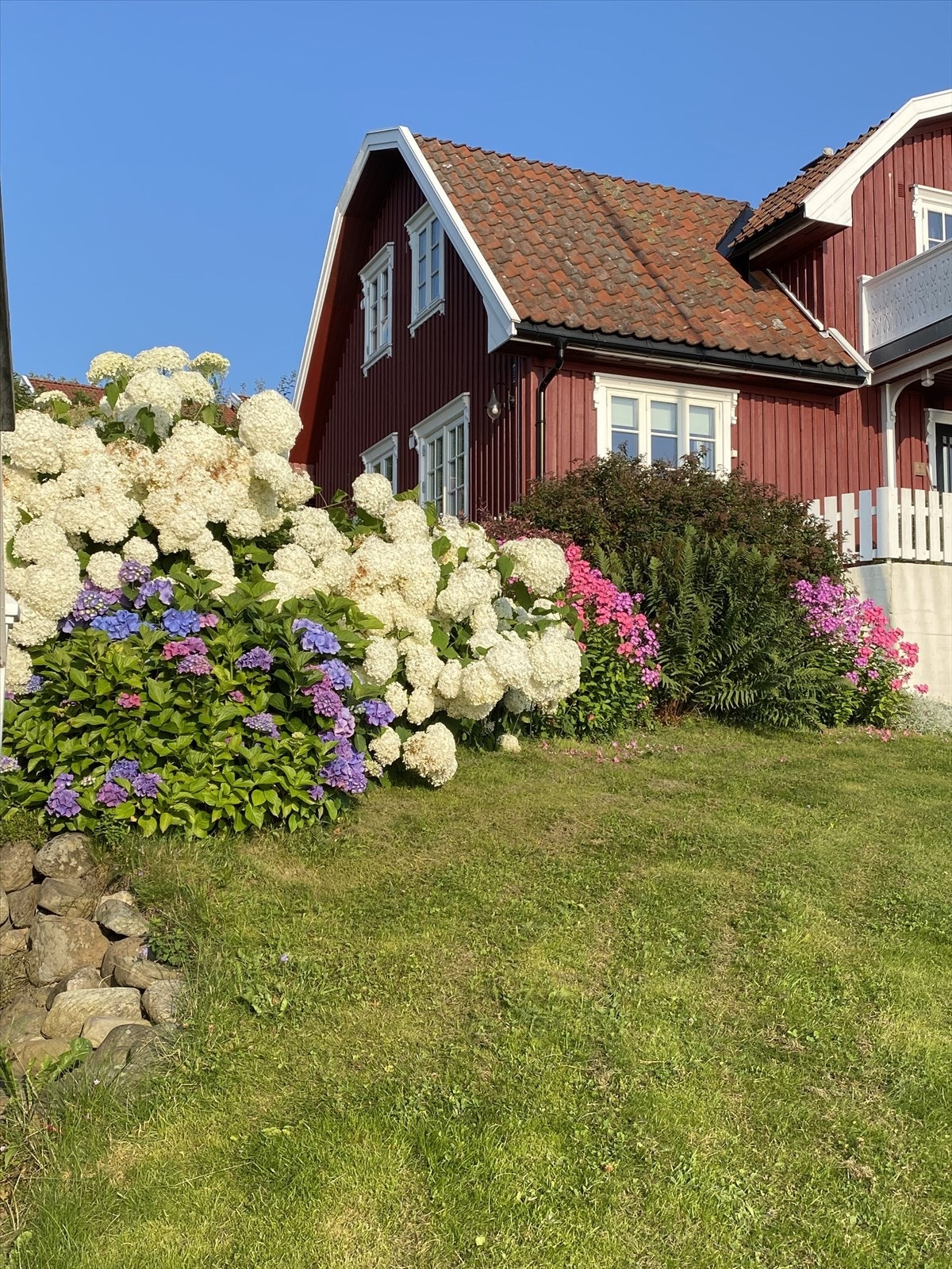 Privat bilde. Hagen i full blomst. Galleribilde
