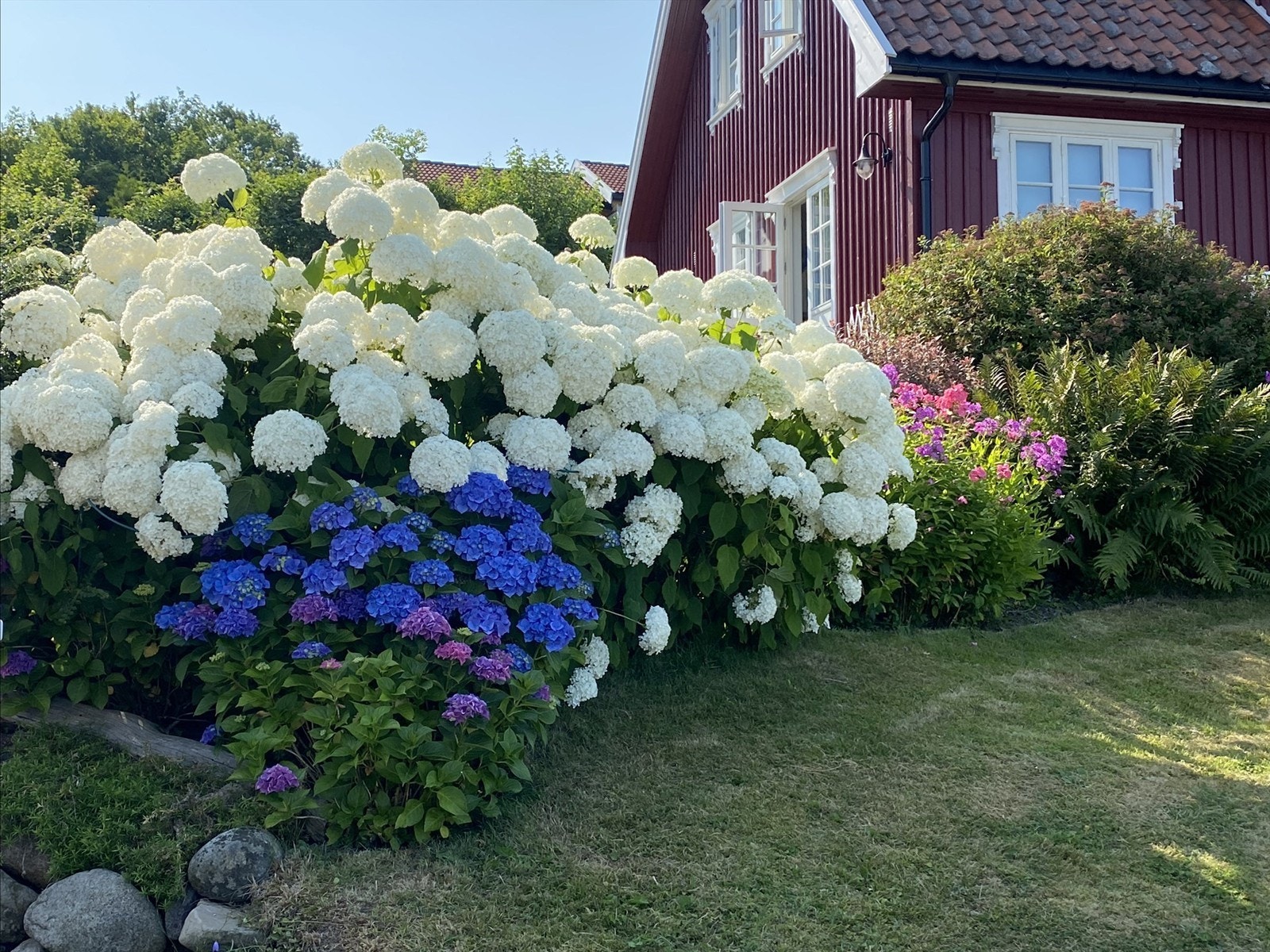Privat bilde. Byens flotteste hortensia. Galleribilde