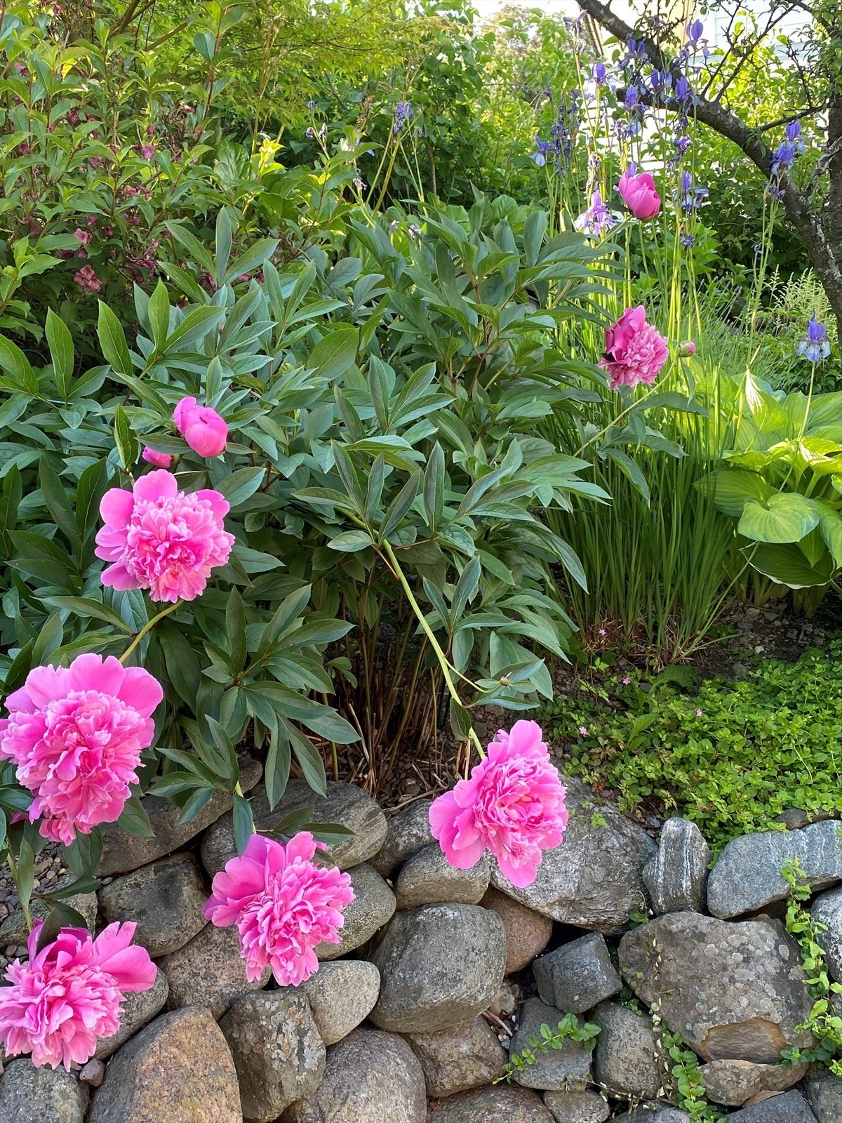 Pioner i full blomst. Galleribilde