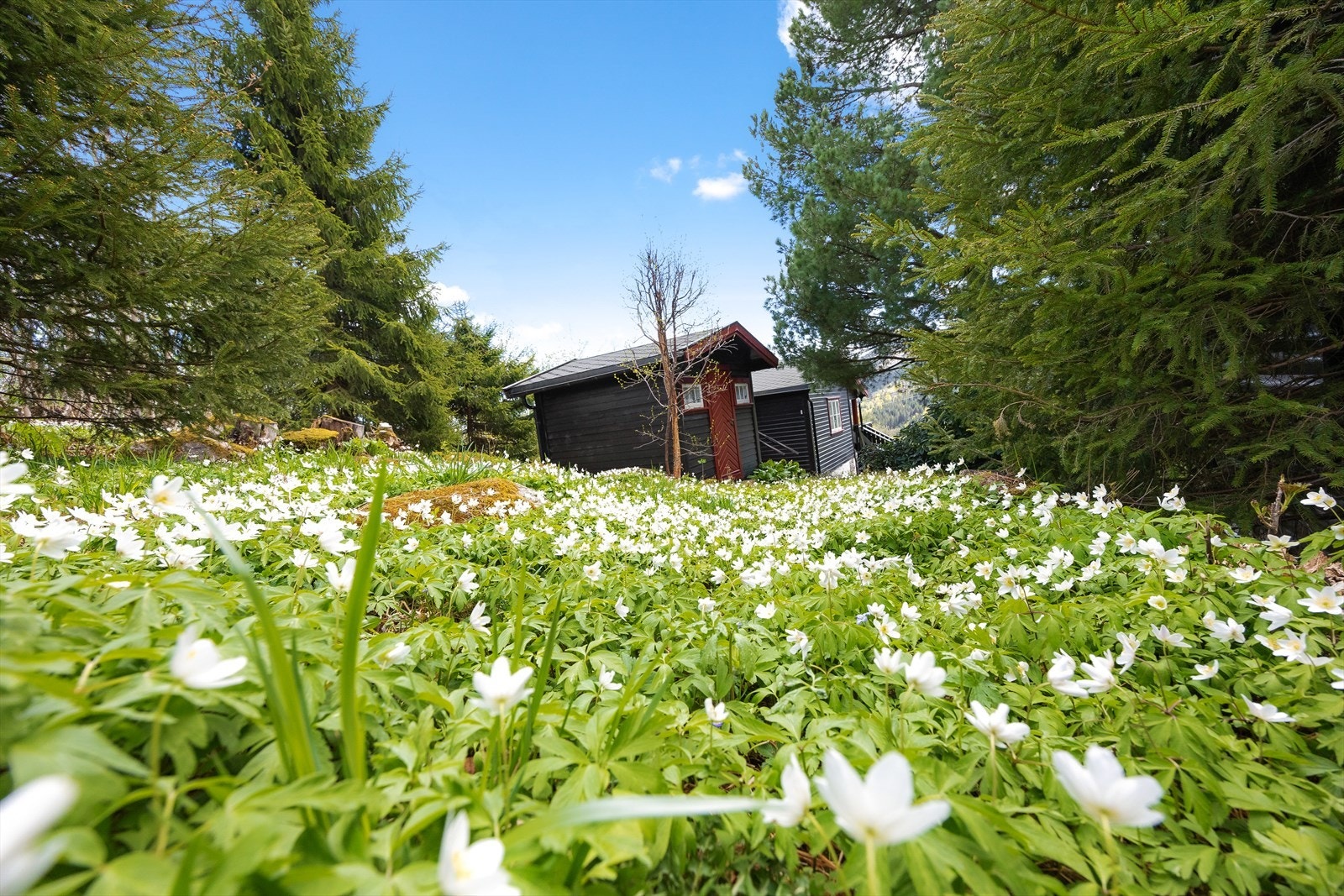Vårblomstring på den frodige tomten. Galleribilde