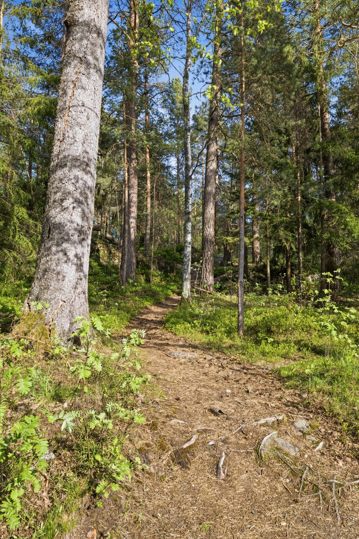 Her finner du fine turstier og et rikt fugleliv som gjør det til et populært sted for både mosjonister og naturinteresserte Galleribilde