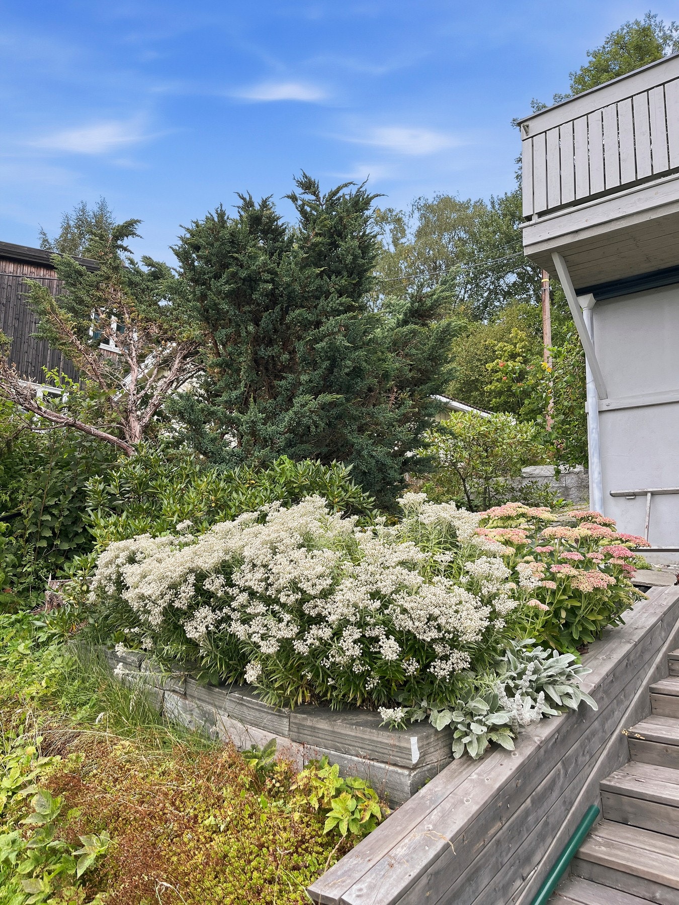 Hagen har frodig vegetasjon og en opphøyd blomsterkasse ved en tretrapp Galleribilde