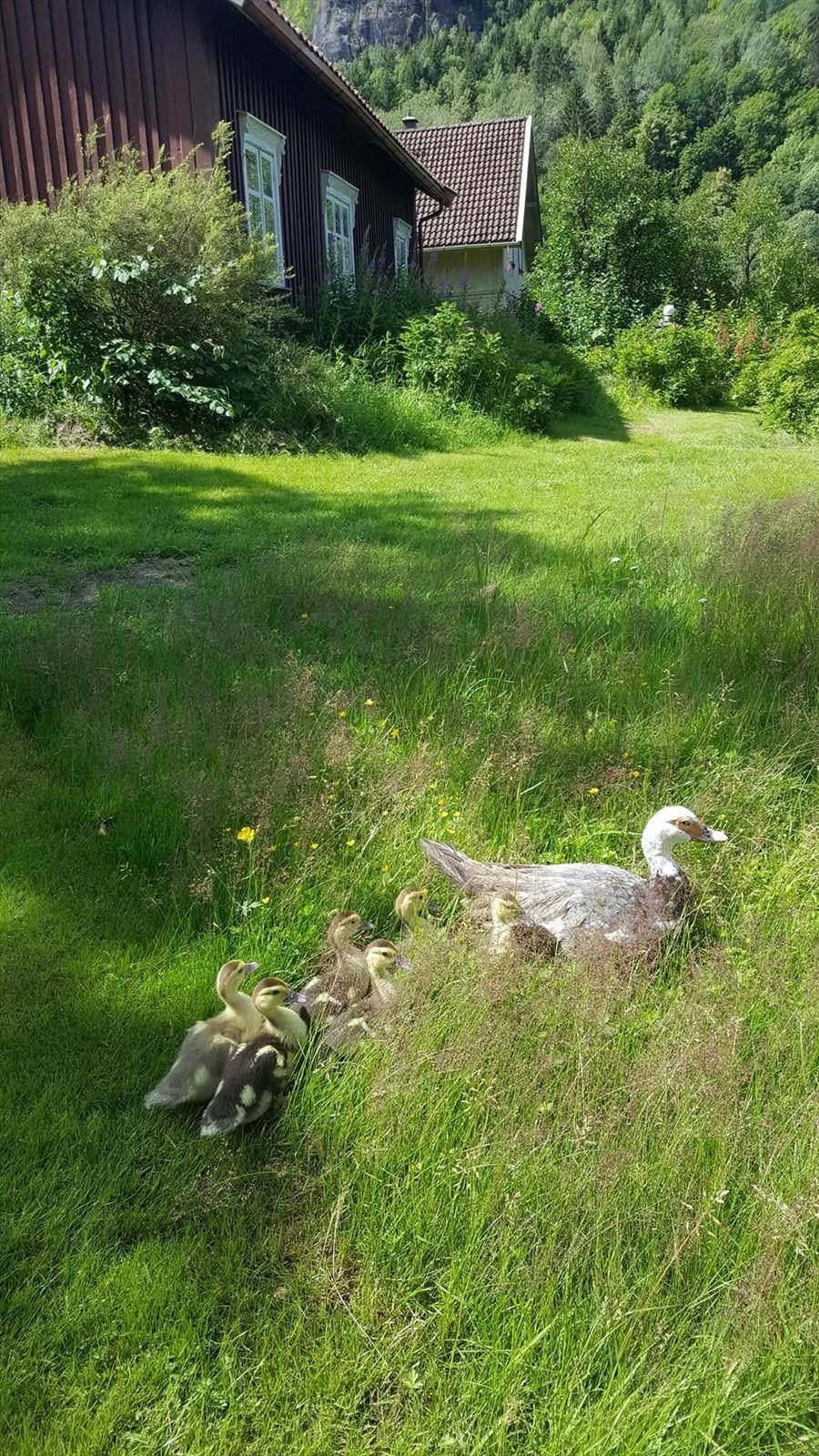 Andefamilien koser seg på gården og har rikelig med boltreplass. Galleribilde