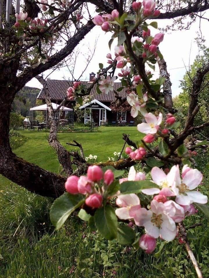Alle årstider har sin sjarm - blomstene overtar for hverandre og tomten er ett flott skue. Galleribilde