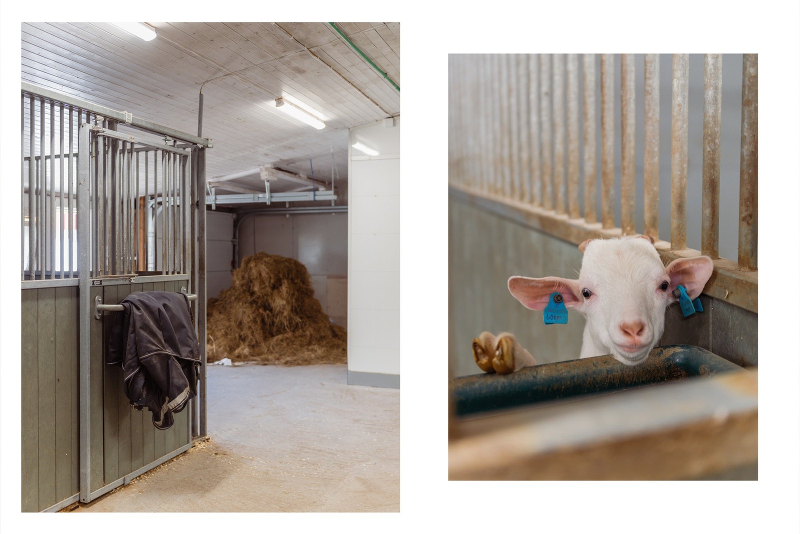 Flott stall, i dag innredet med 4 stallbokser på henholdsvis 2 stk 3,5x3 meter og 2 stk 3x3 meter. Galleribilde