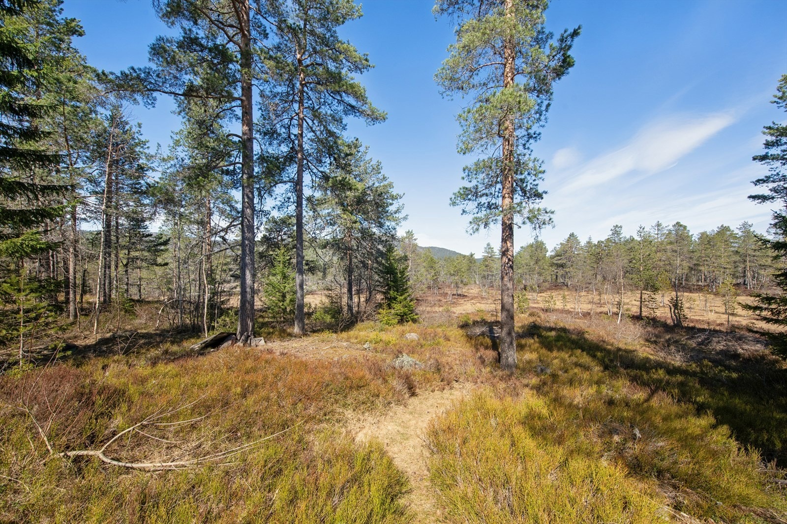 Her er det umiddelbar nærhet til naturen og fine turmuligheter rett utenfor døren. Galleribilde