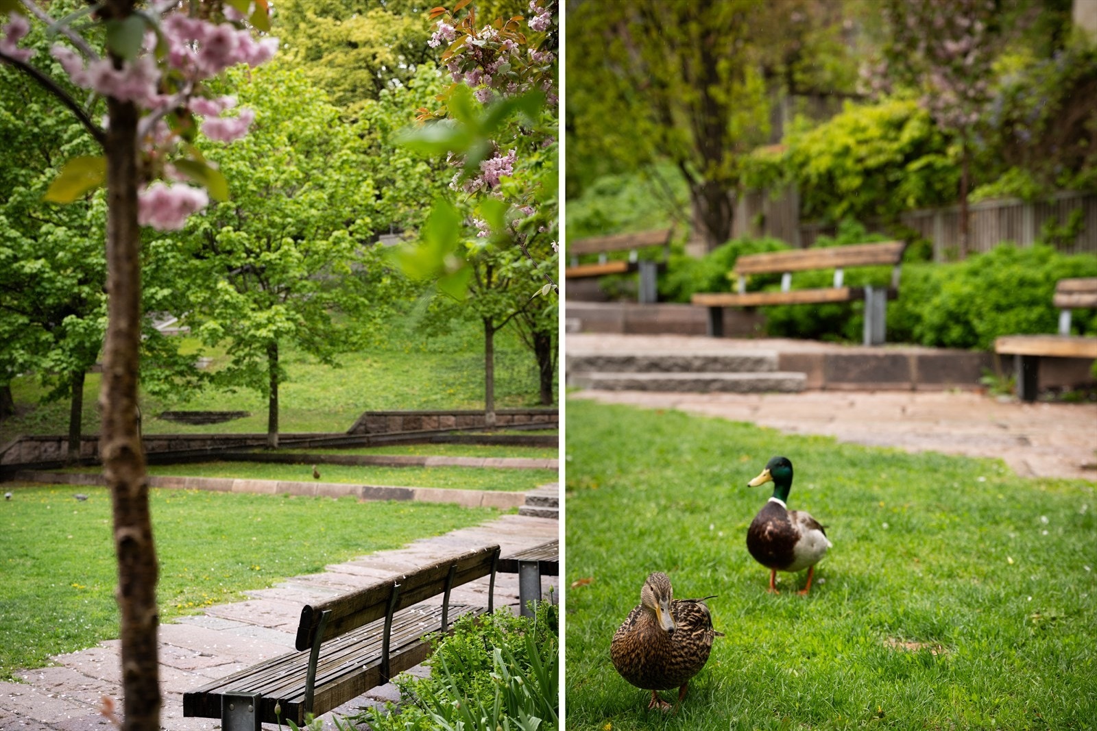 Pilestredet Park er en bilfri oase midt i byen med grønne rekreasjonsområder som er tilgjengelig for alle Galleribilde