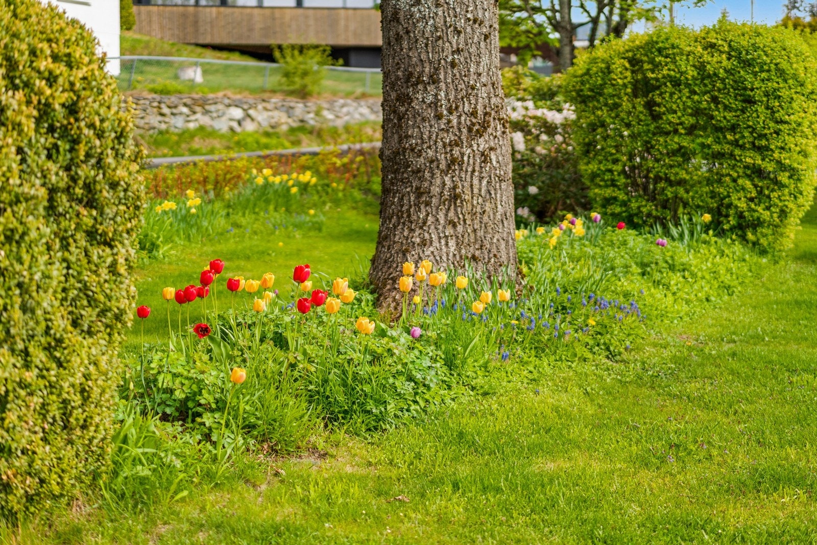 Hagen er opparbeidet med plen, busker og blomsterbed. Galleribilde