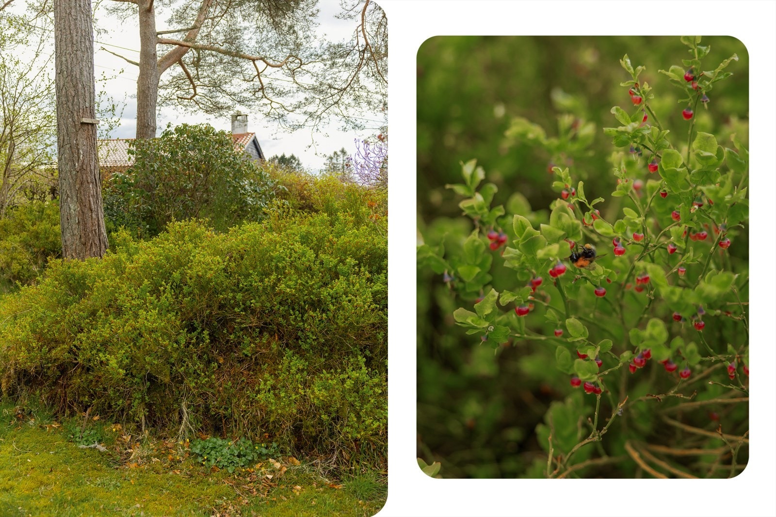 Hagen byr på fine grøntområder og beplantning. Galleribilde