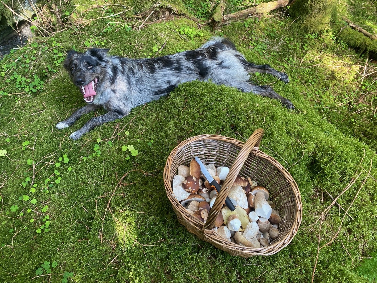 Ser du for deg å ta med deg hunden å plukke sopp?.. Galleribilde
