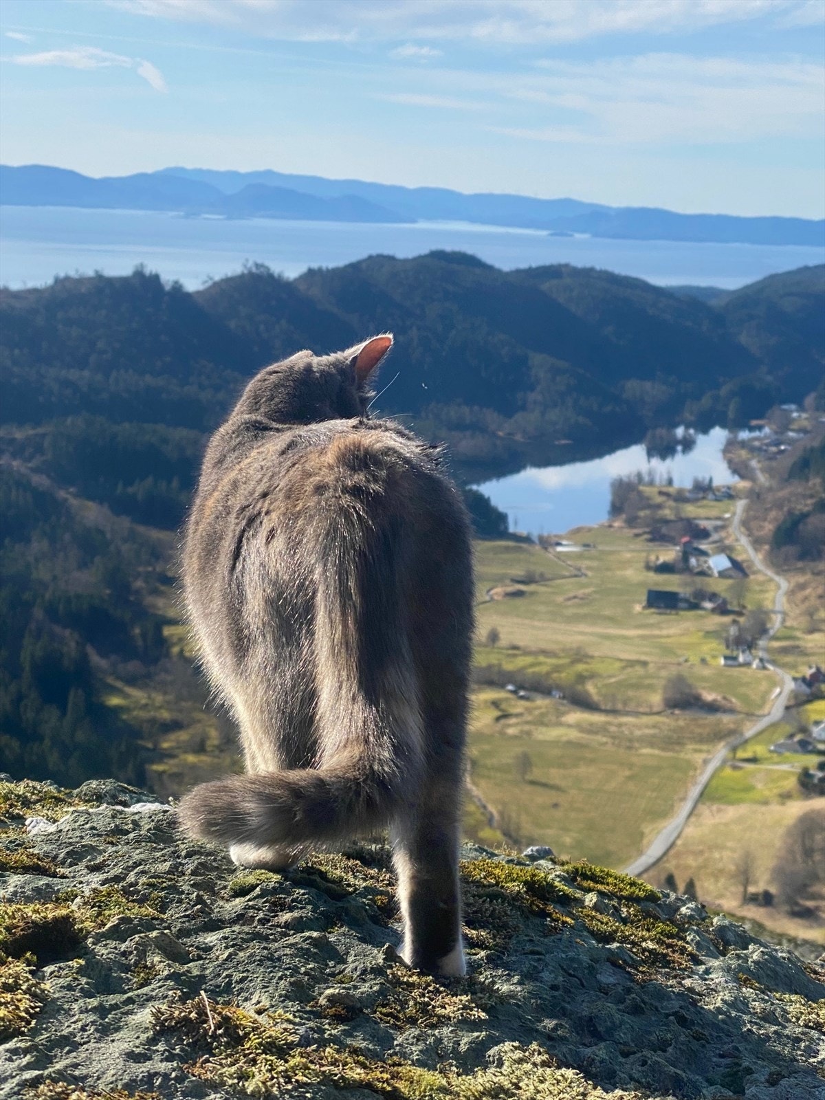 Eller ta med katten på fjelltur kanskje? Galleribilde