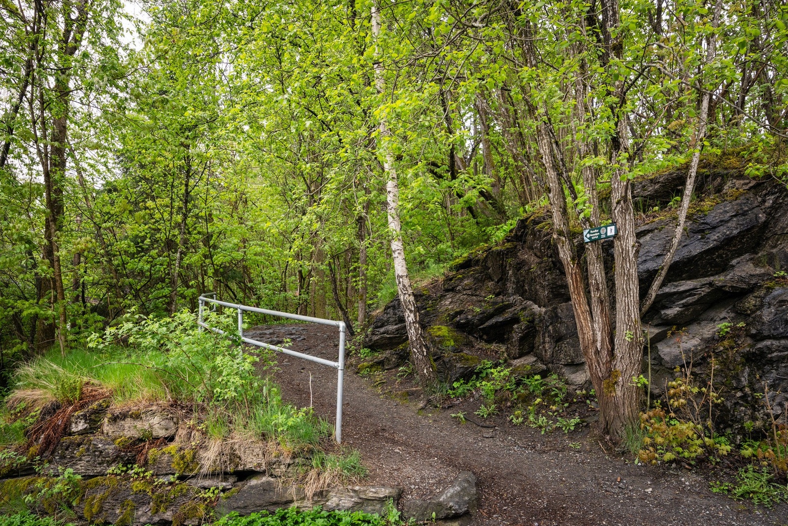 Et par minutters gange unna utgangsdøren har du adkomst til skogen på Nesøya, som leder inn til Nesøytjern naturreservat. Her det er mange stier for store, små og foirbente. Galleribilde