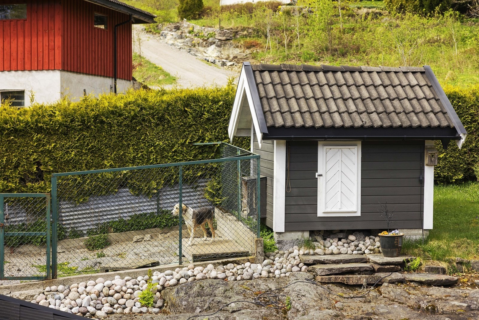 Hundegård på eiendommen. Galleribilde