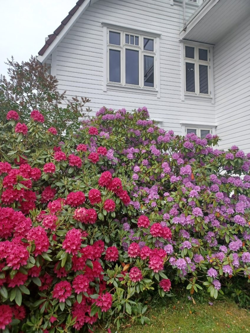 I hagen er det flere typer busker, trær og stauder som blomstrer i sesongen. Galleribilde