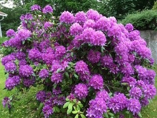 Selgers bilde av rhododendron. Galleribilde