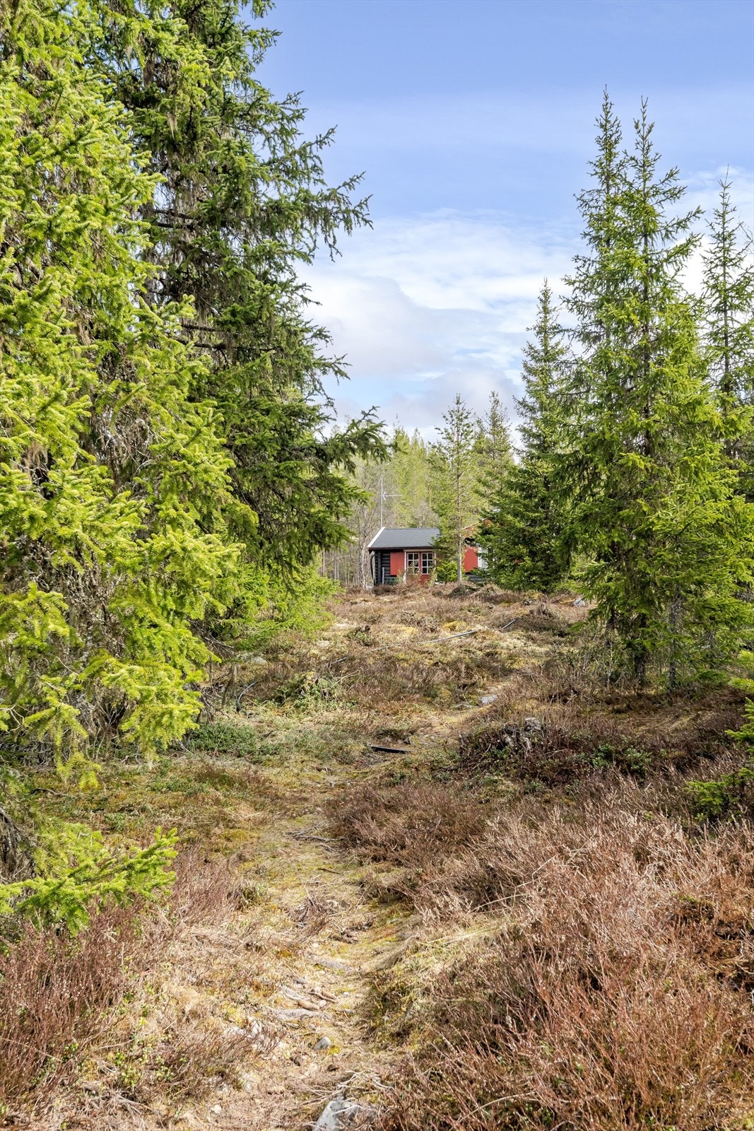 Fra hytta er det ikke lange veien til milevis med turstier, som også er oppkjørte skiløyper på vintersid. Galleribilde