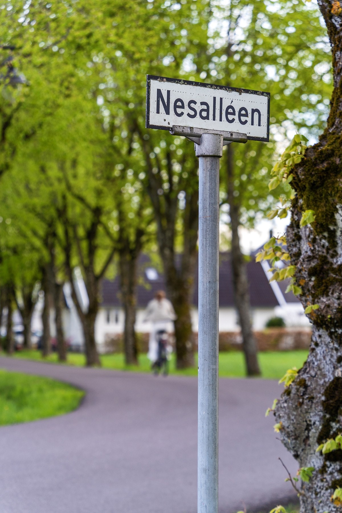 Nydelig Nesalleen! Galleribilde