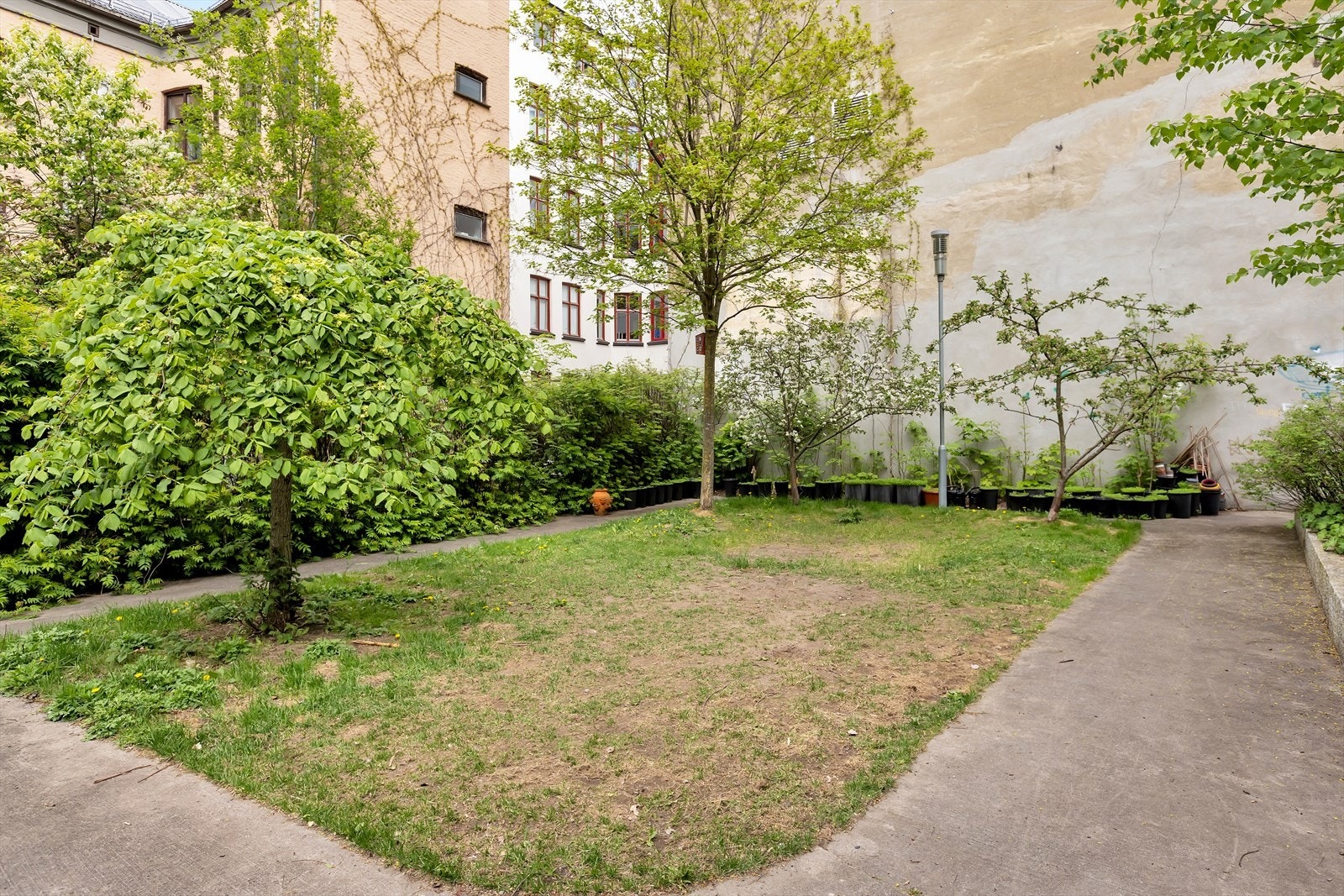 Grøntområde med plen og beplantning. Galleribilde