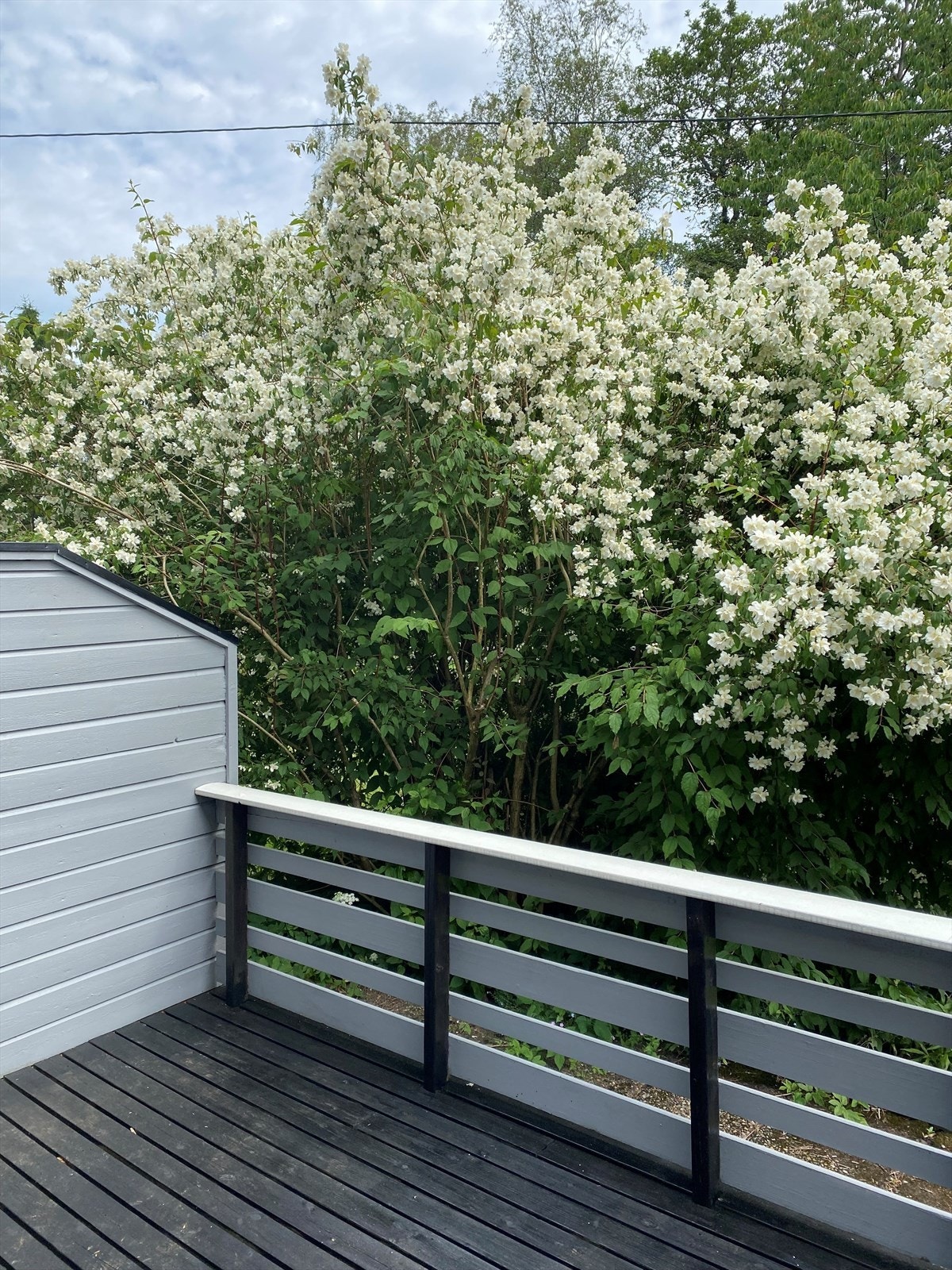 Privat bilde- hyggelig med flott beplantning Galleribilde